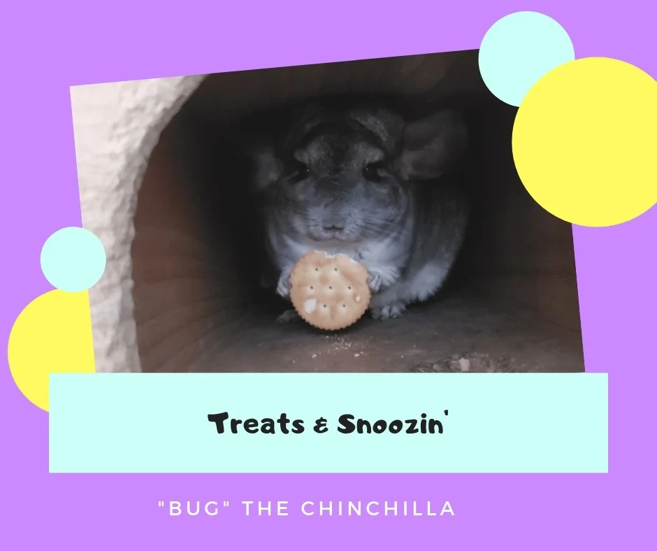Bug the chinchilla.jpg