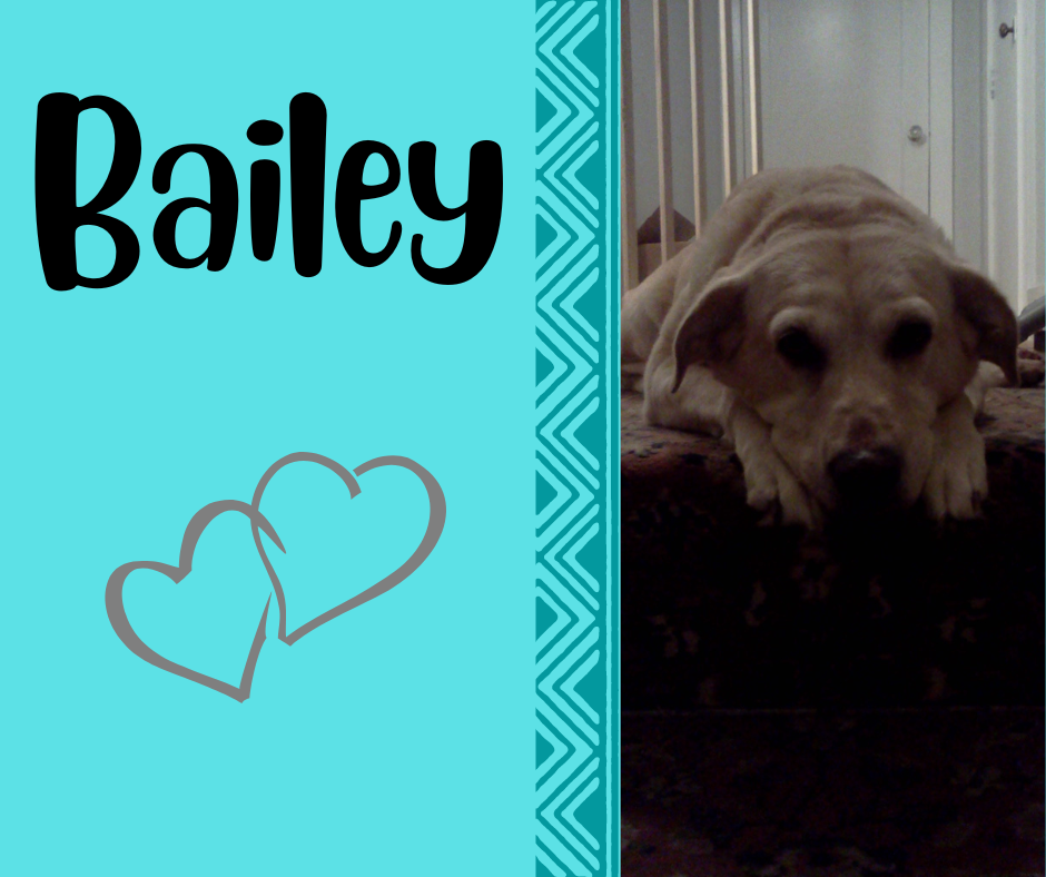 Bailey (2).png