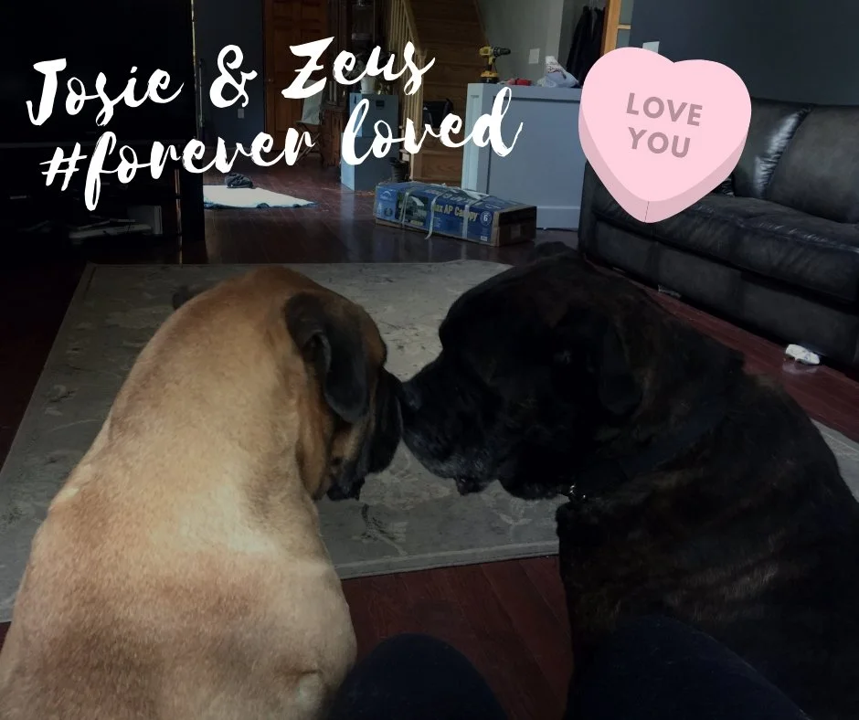 Josie & Zeus#forever friends.jpg