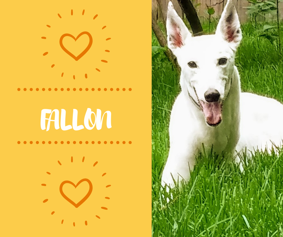 FALLON.png