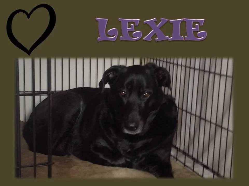 Lexie.JPG