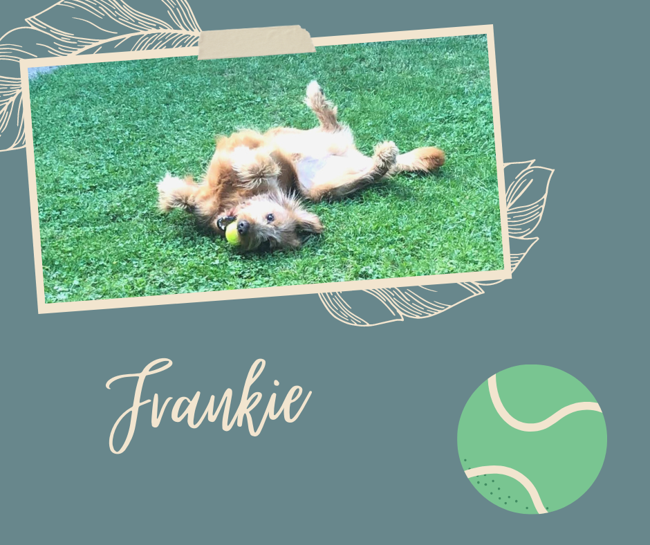 Frankie.png