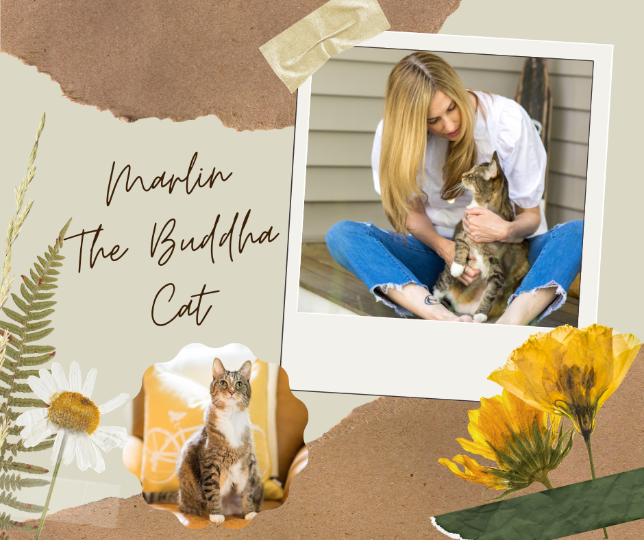 Marlin The Buddha Cat (2).png