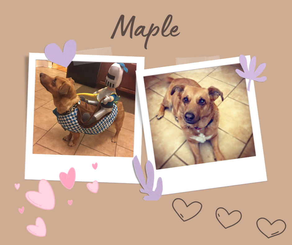 Maple.png