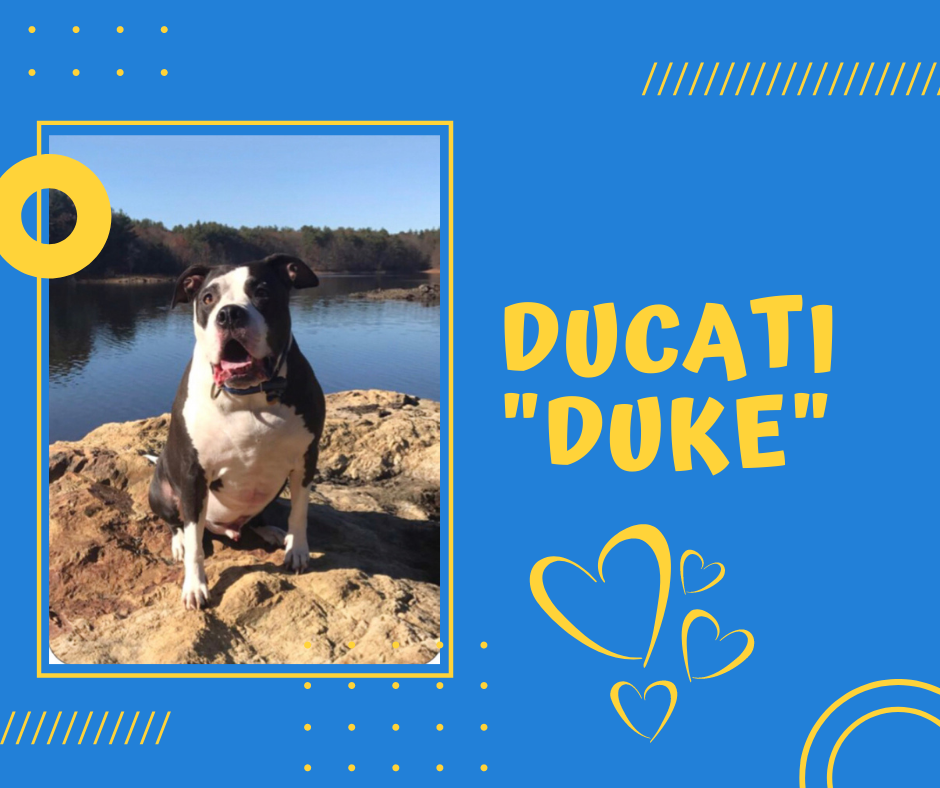 DUCATI.png