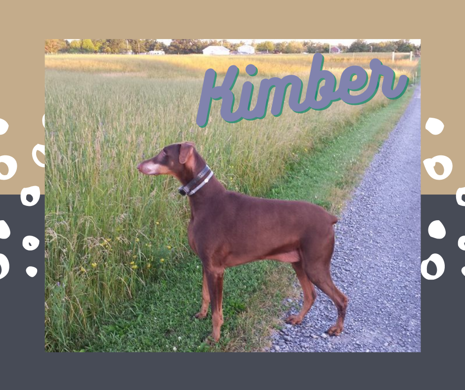 Kimber (1).png