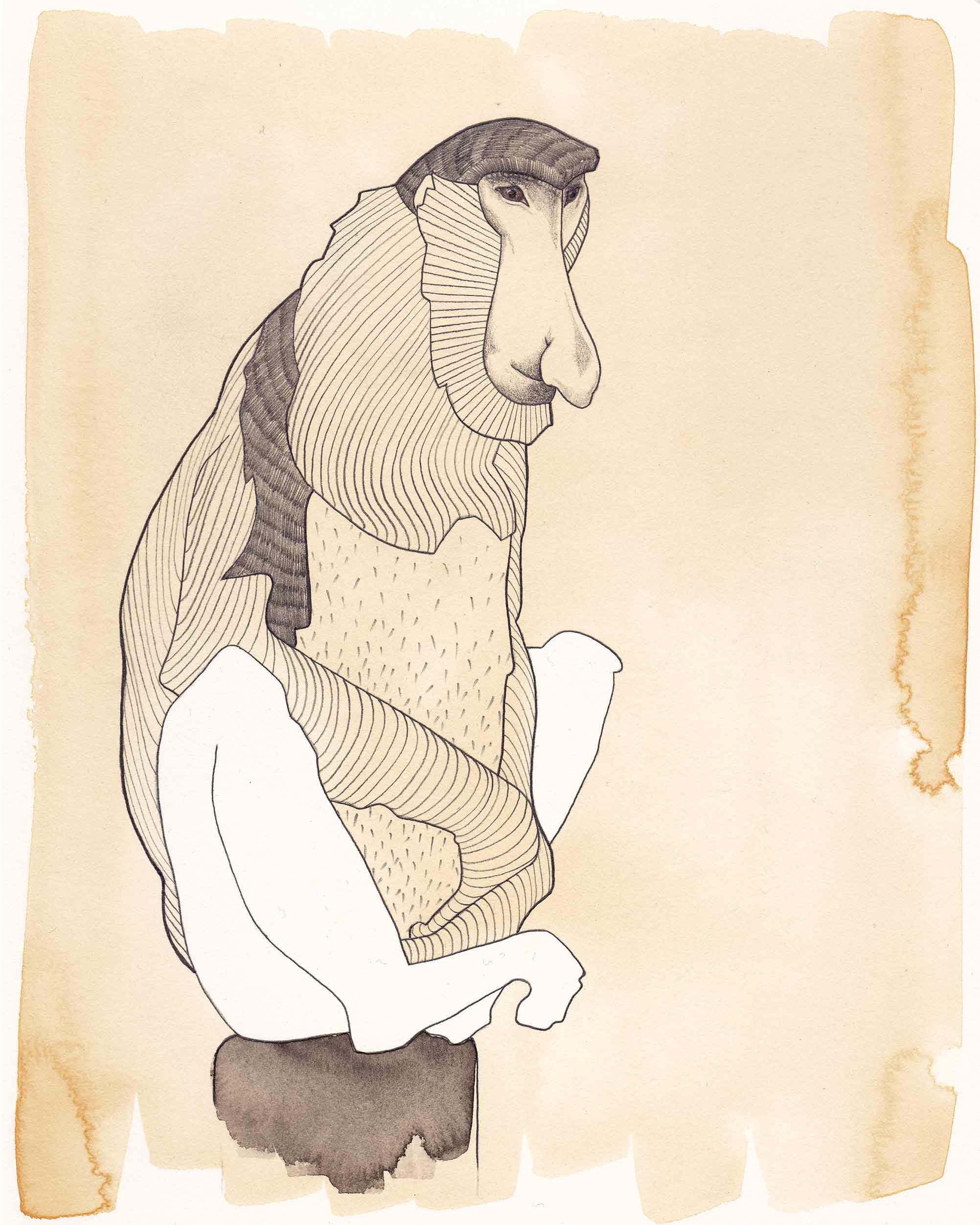 monkey_proboscis_illustration_annacreasy.jpg