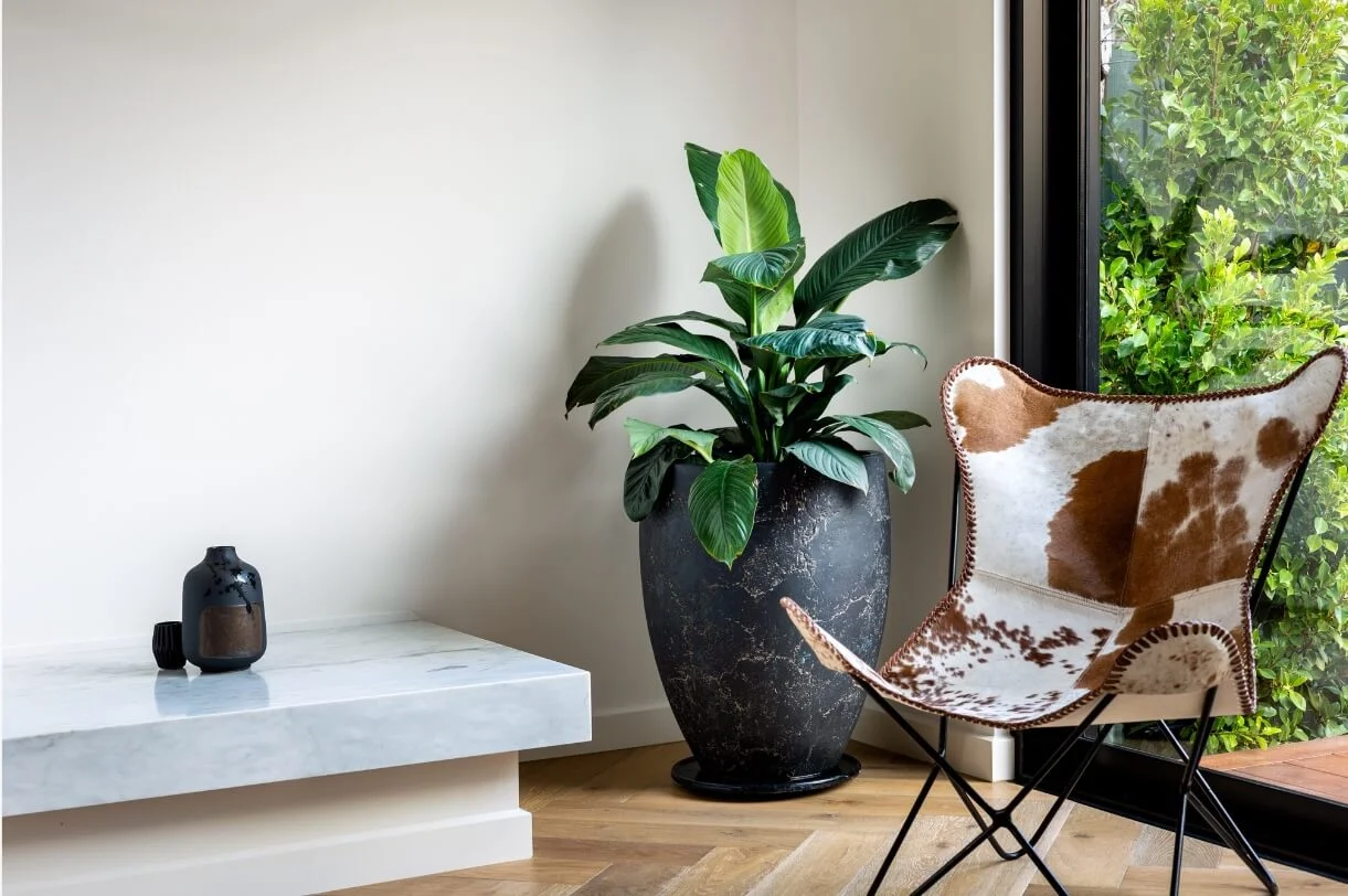 Indoor plant styling