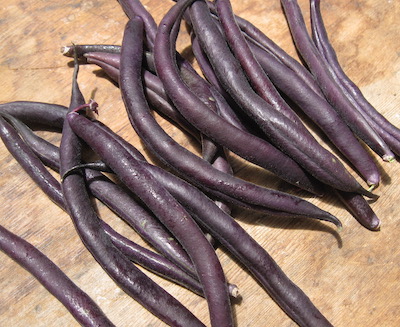 bean pods purple.jpg
