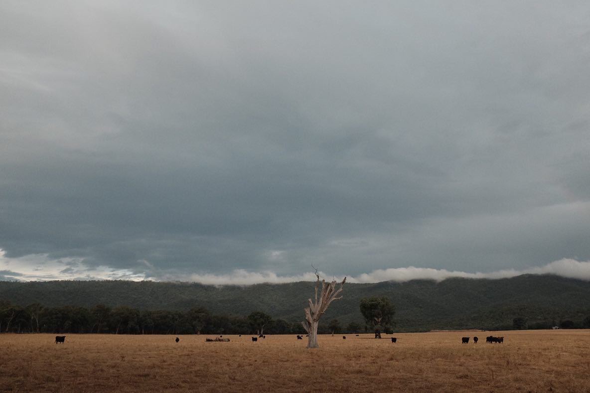 See you in 2021.
🦥🍃

#australia #riparide #nature #fujifilm