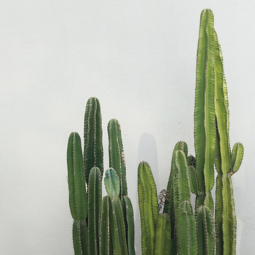 Embrace self-care like a cactus embraces the sun - it may take time, but the results are truly rewarding. 🌵