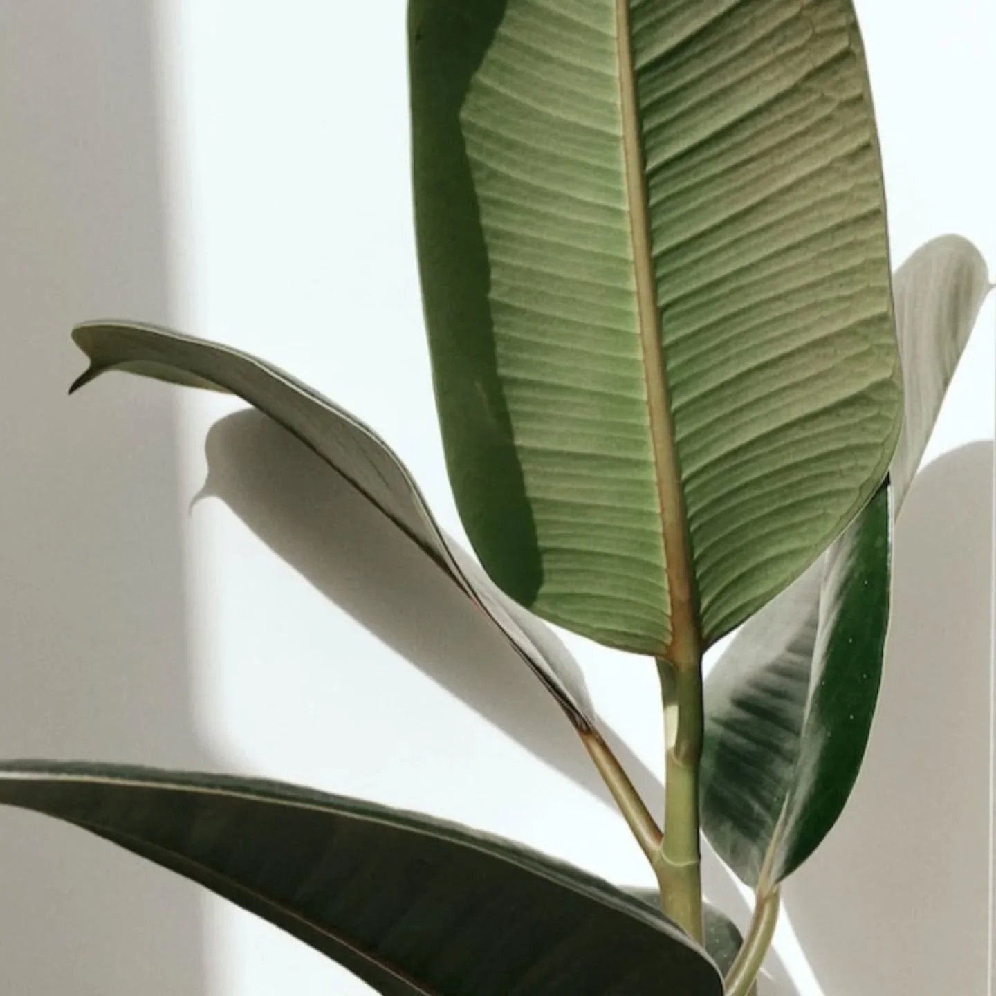 Still thinking about a cosmetic tattoo procedure?

Our treatments will be great for you if you are:

🌿 A busy mum or professional (or both!)
🌿 Struggling to apply make-up evenly
🌿 Struggling to not smudge or sweat off make-up throughout the day
🌿