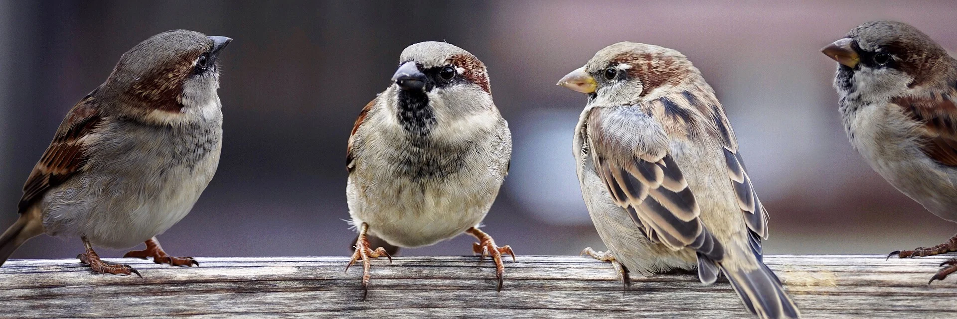 Sparrows.jpg
