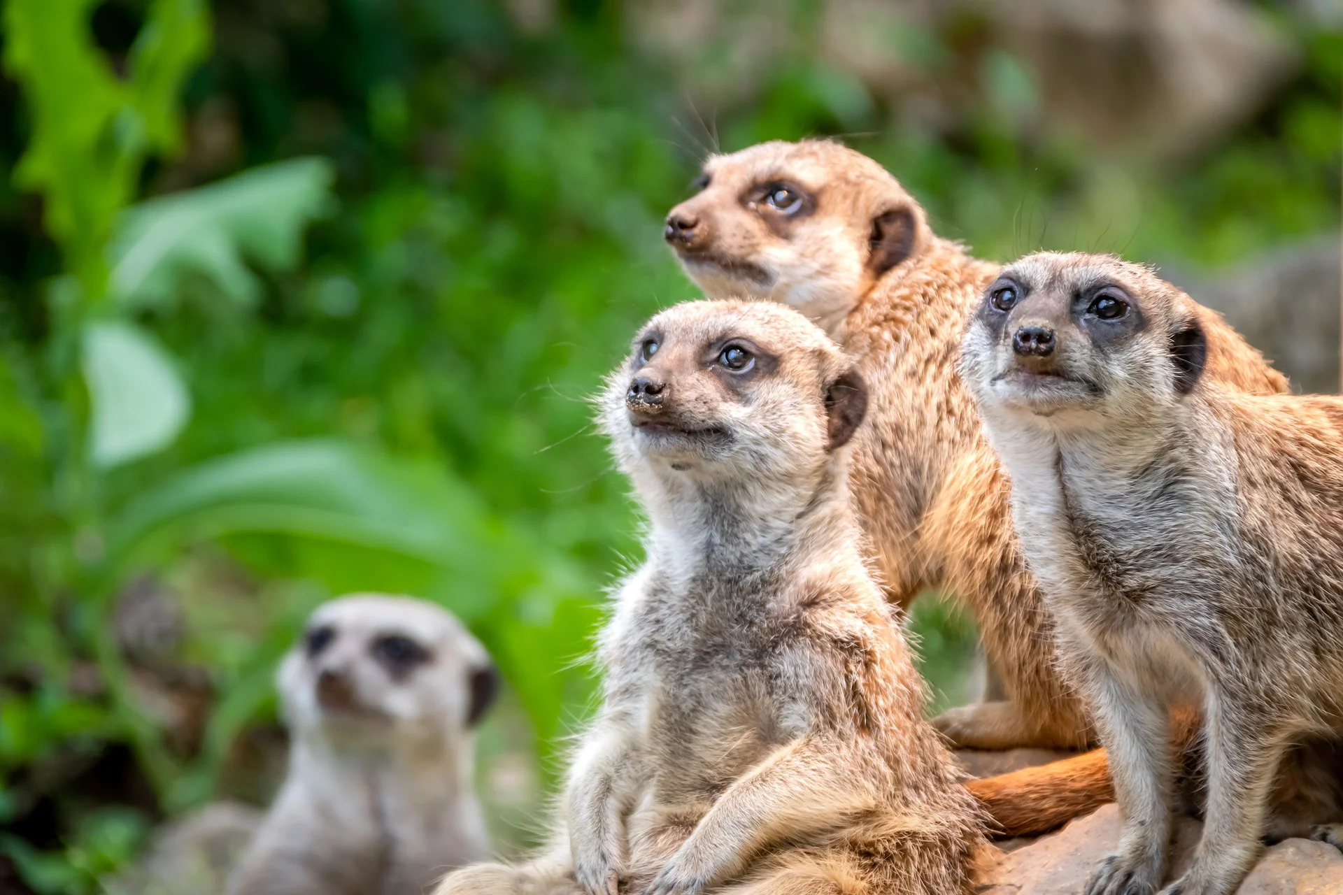 Meerkats.jpg