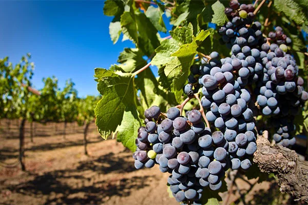 MNSI-Digital-Vineyard_stock.jpg