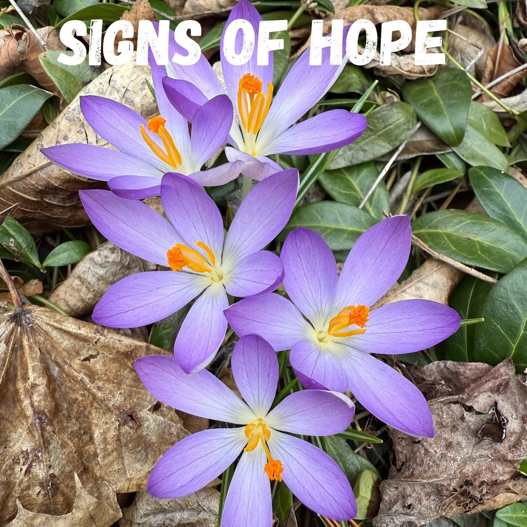 The first crocus &hellip; spring flowers inherently give us a sense of hope - new beginnings, a burst of color &amp; energy. Look for, notice &amp; let the natural boost seep in. 💐