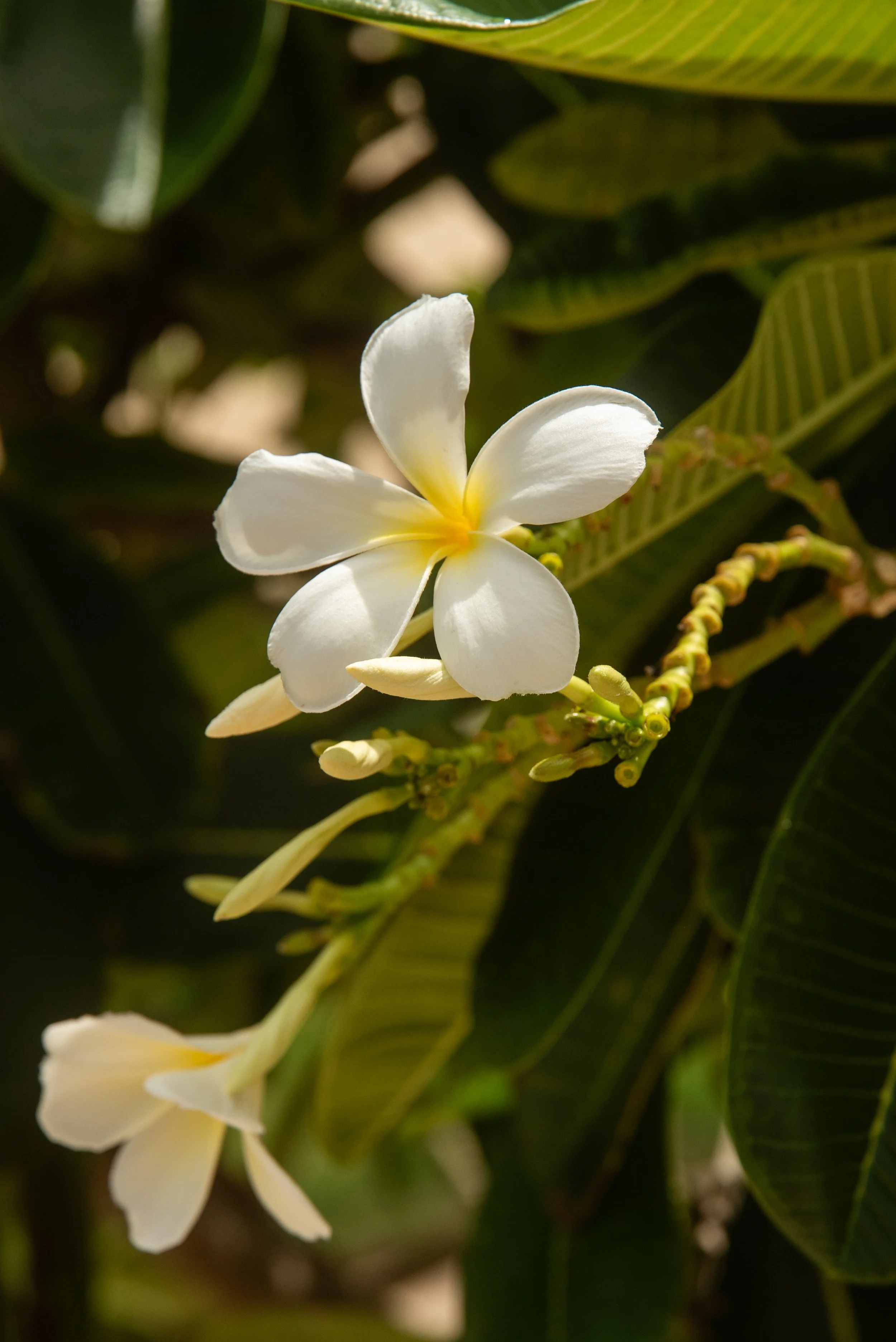 DSC_6351.jpg
