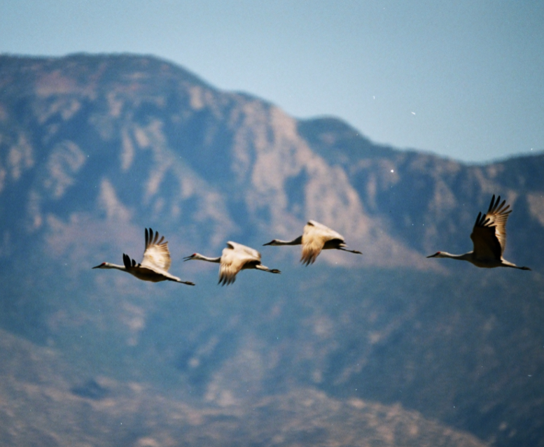Return of the Sand Hill Cranes Celebration