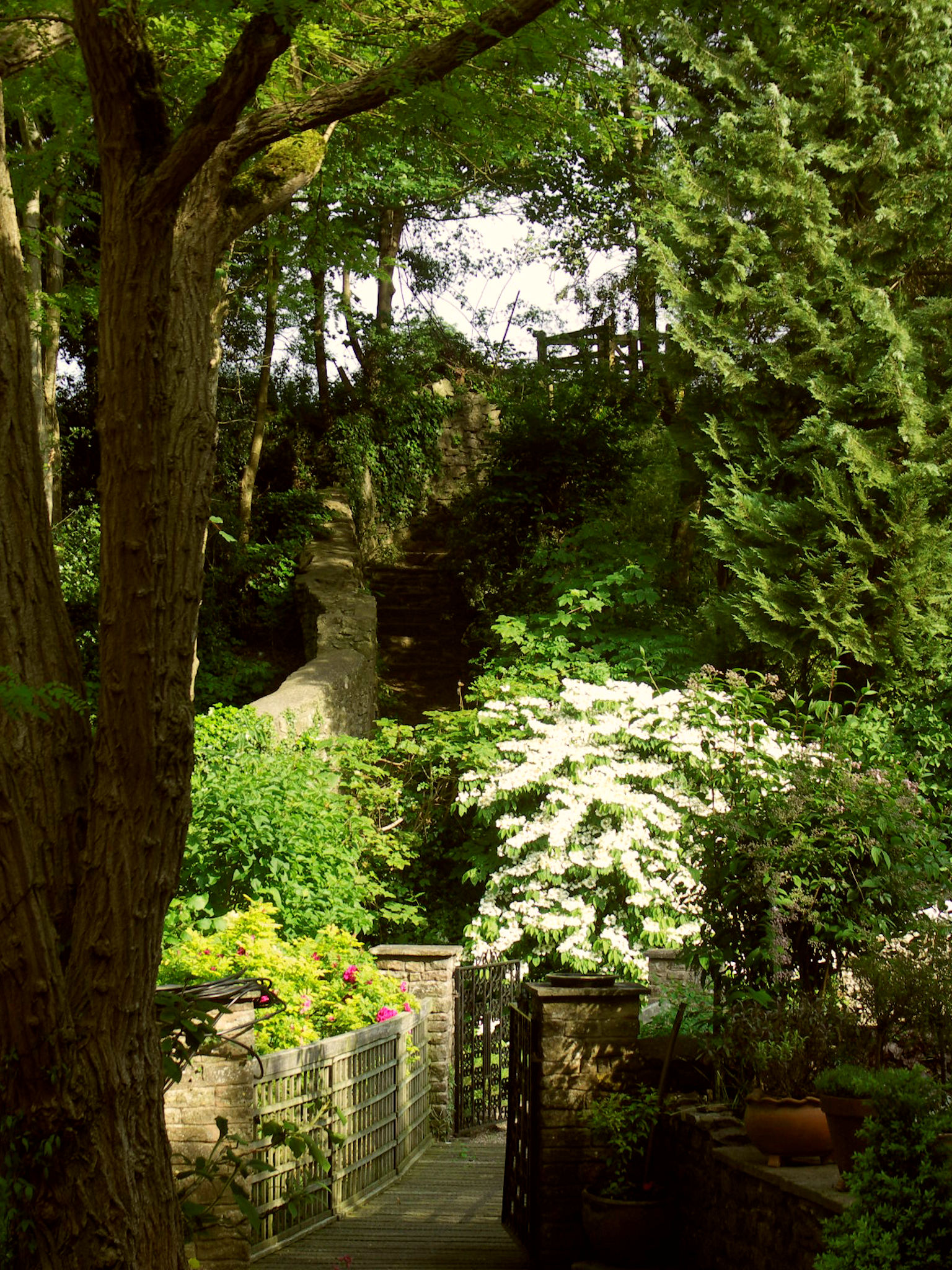 A view through the Acacia towards the bridge