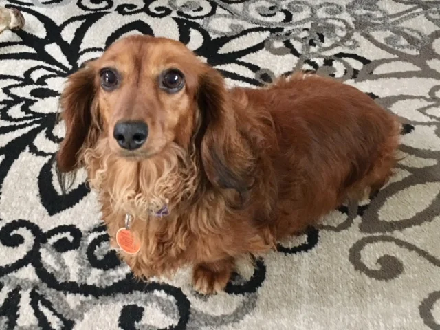 Inaugural Wiener Dog Field Set for Sunday!