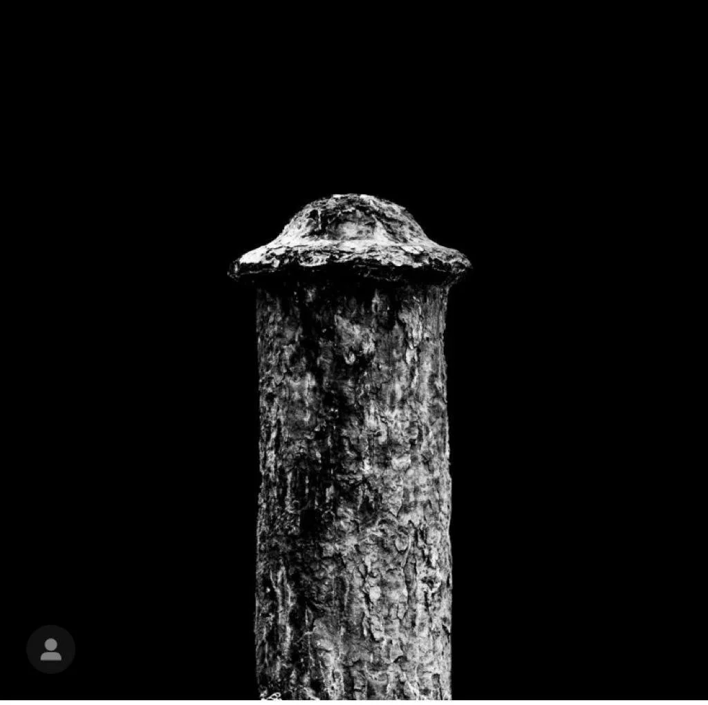 Falo portuario  2020