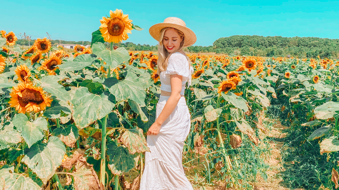 Must Go: Eastern Long Island Sunflower fields