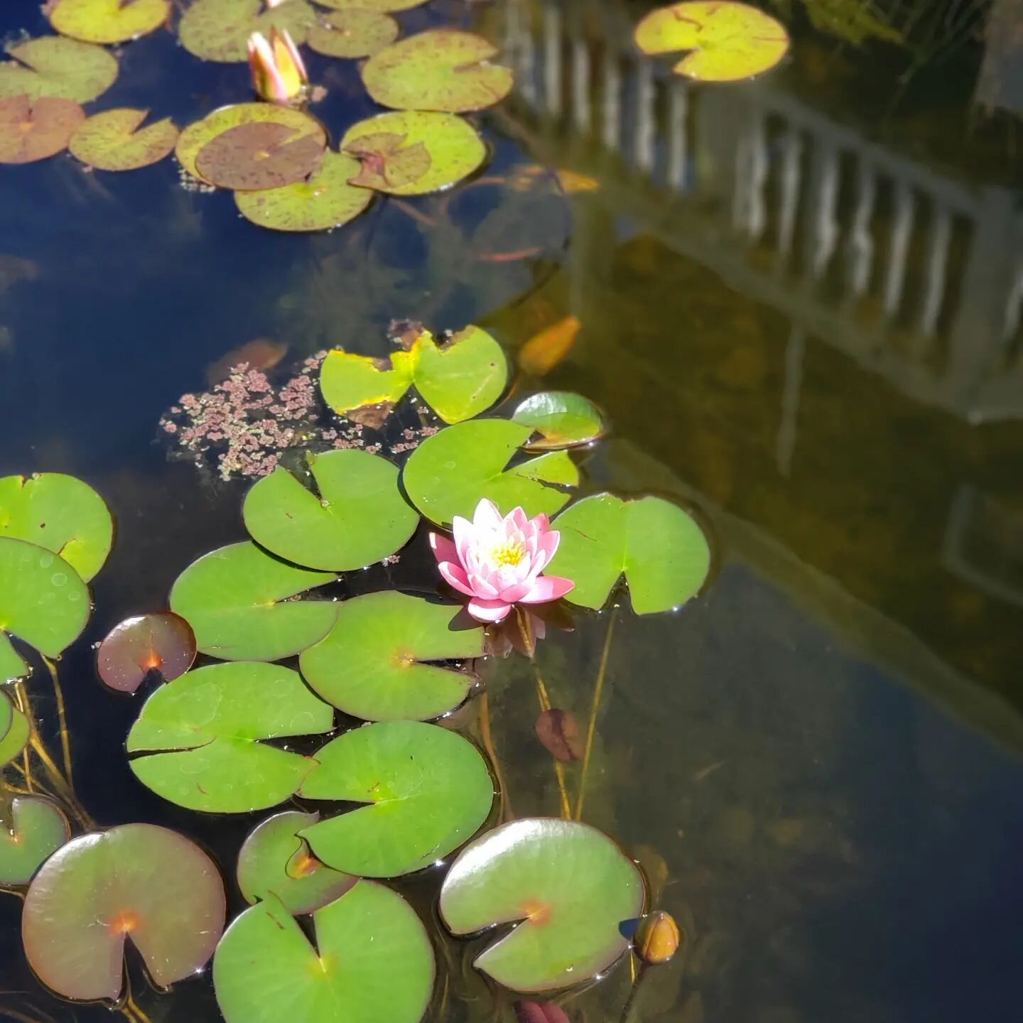 Enjoy the little things. 😊🌸☀️
.

#backyardpond #waterlily #lilypads #tranquil #meditative #liveinthemoment #mindfulness