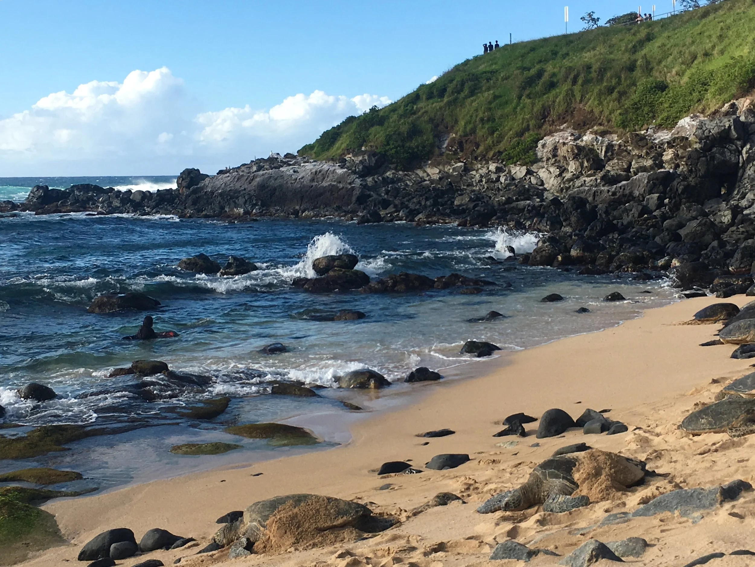 Honu at Ho'okipa