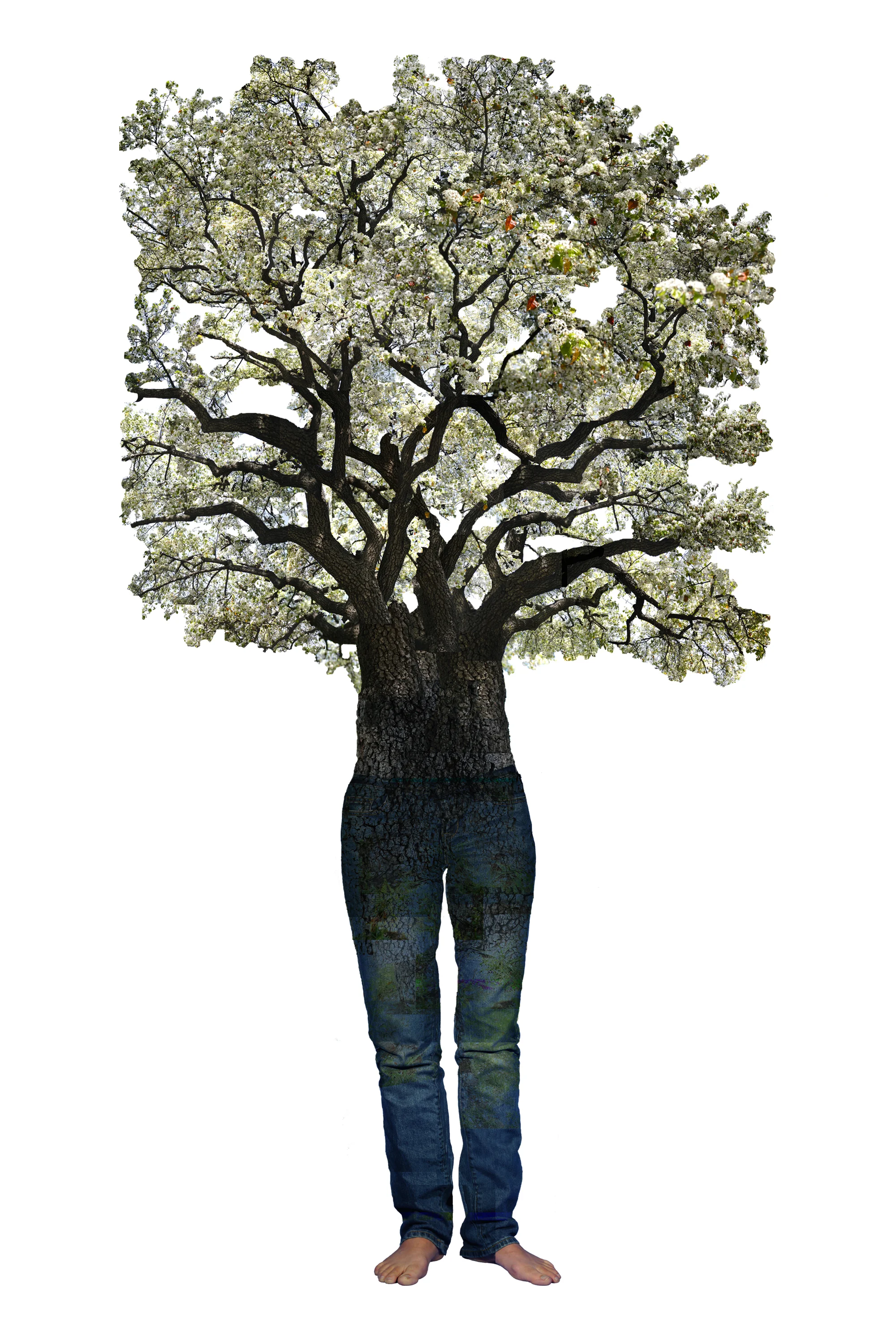 Annie Buckley, Alice Ornamental Pear , 2008/2014 Digital pigment print, 24 x 16 in, edition of 30, 84 x 32 in, edition of 3 Inquire