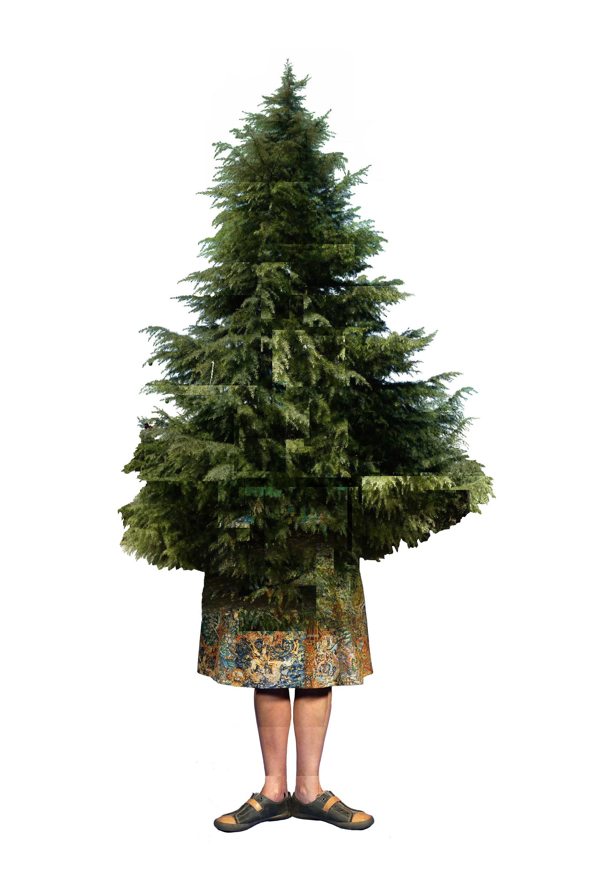 Mary Deodora Cedar, 2008/2014