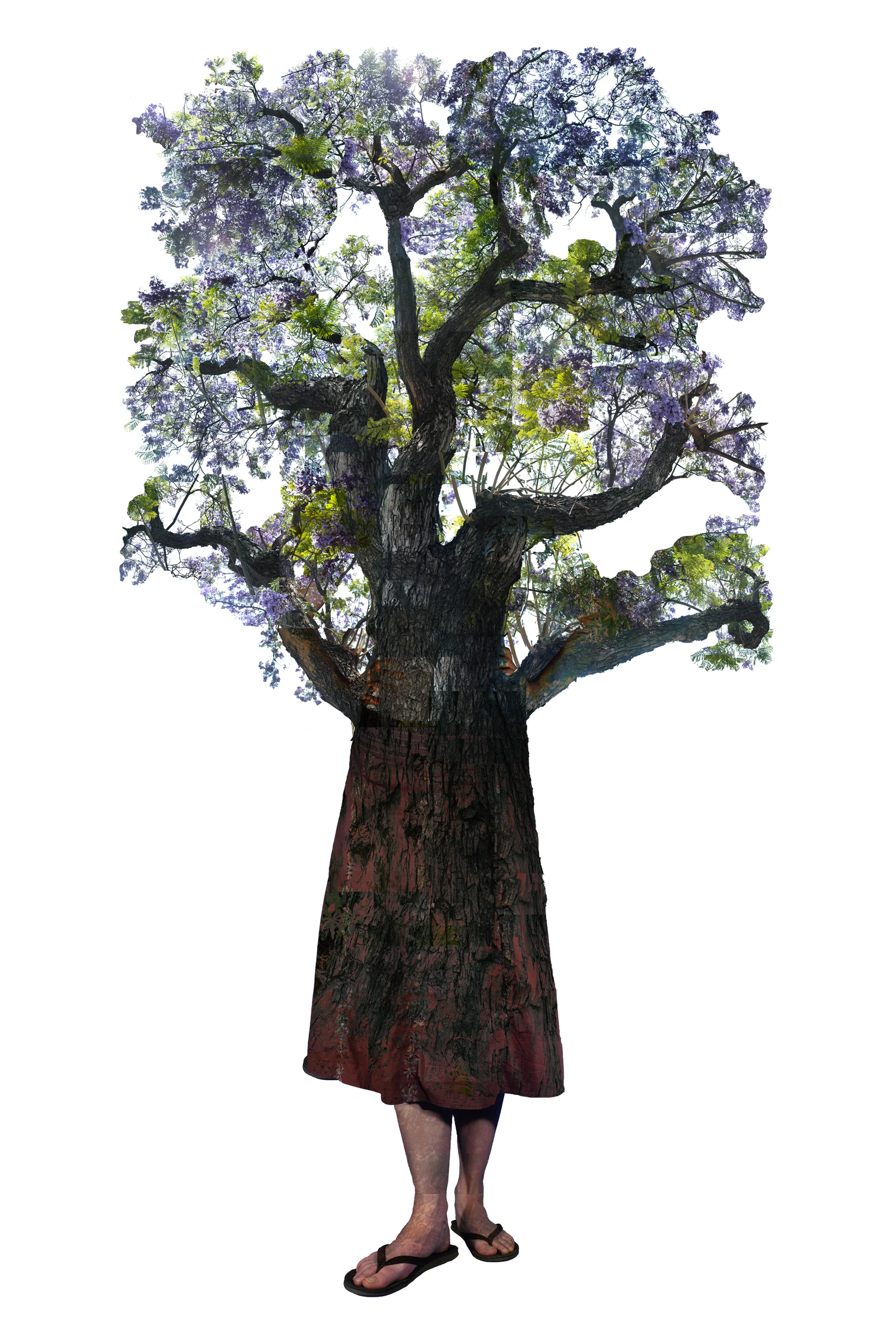 Annie Buckley, V arina Jacaranda, 2008/2014 Digital pigment print, 24 x 16 in, edition of 30, 84 x 32 in, edition of 3 Inquire