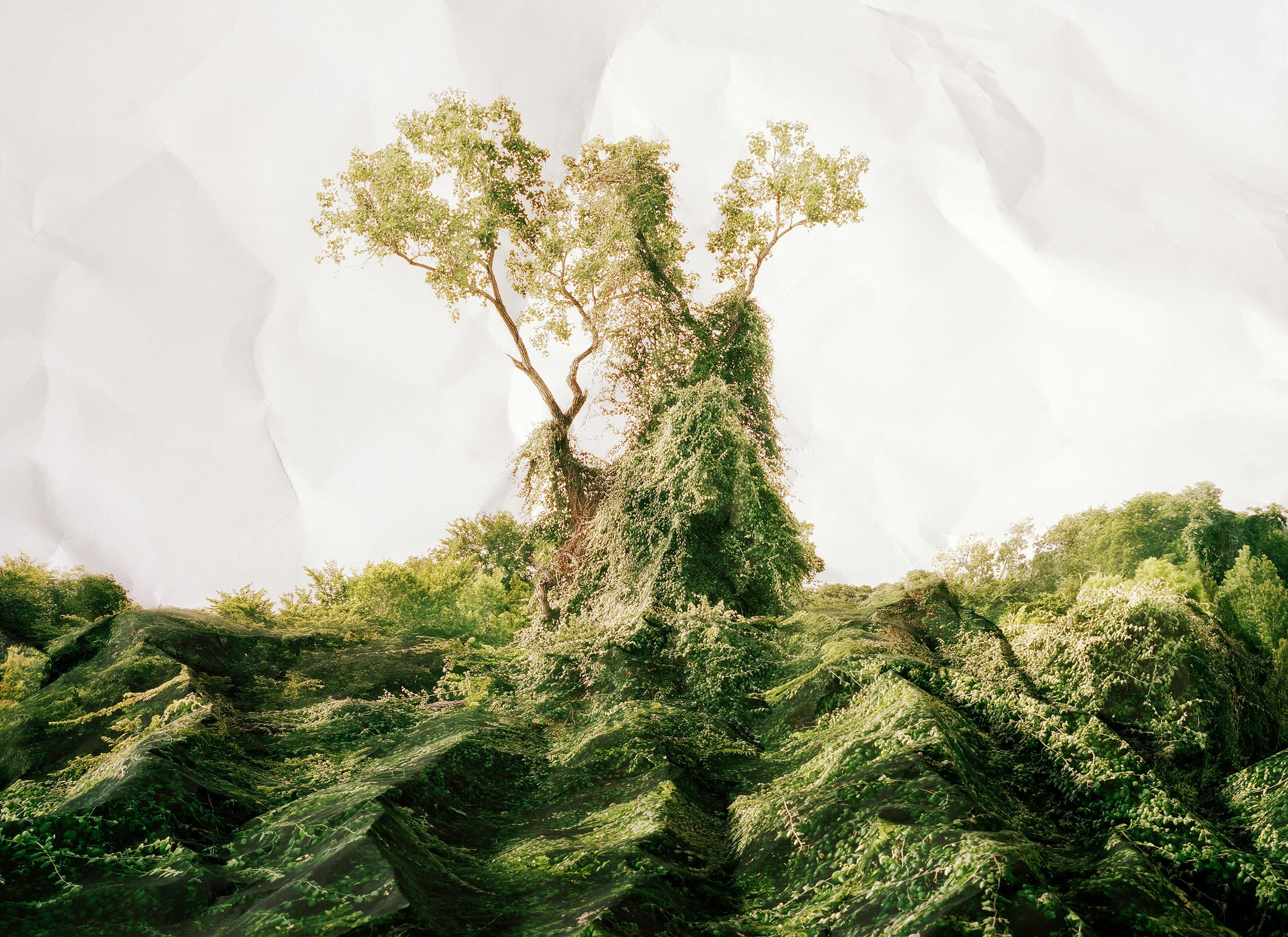 Laura Plageman, Response to Kudzu, Texas , 2011 Digital pigment print, 30 x 40 in, edition of 4 Inquire