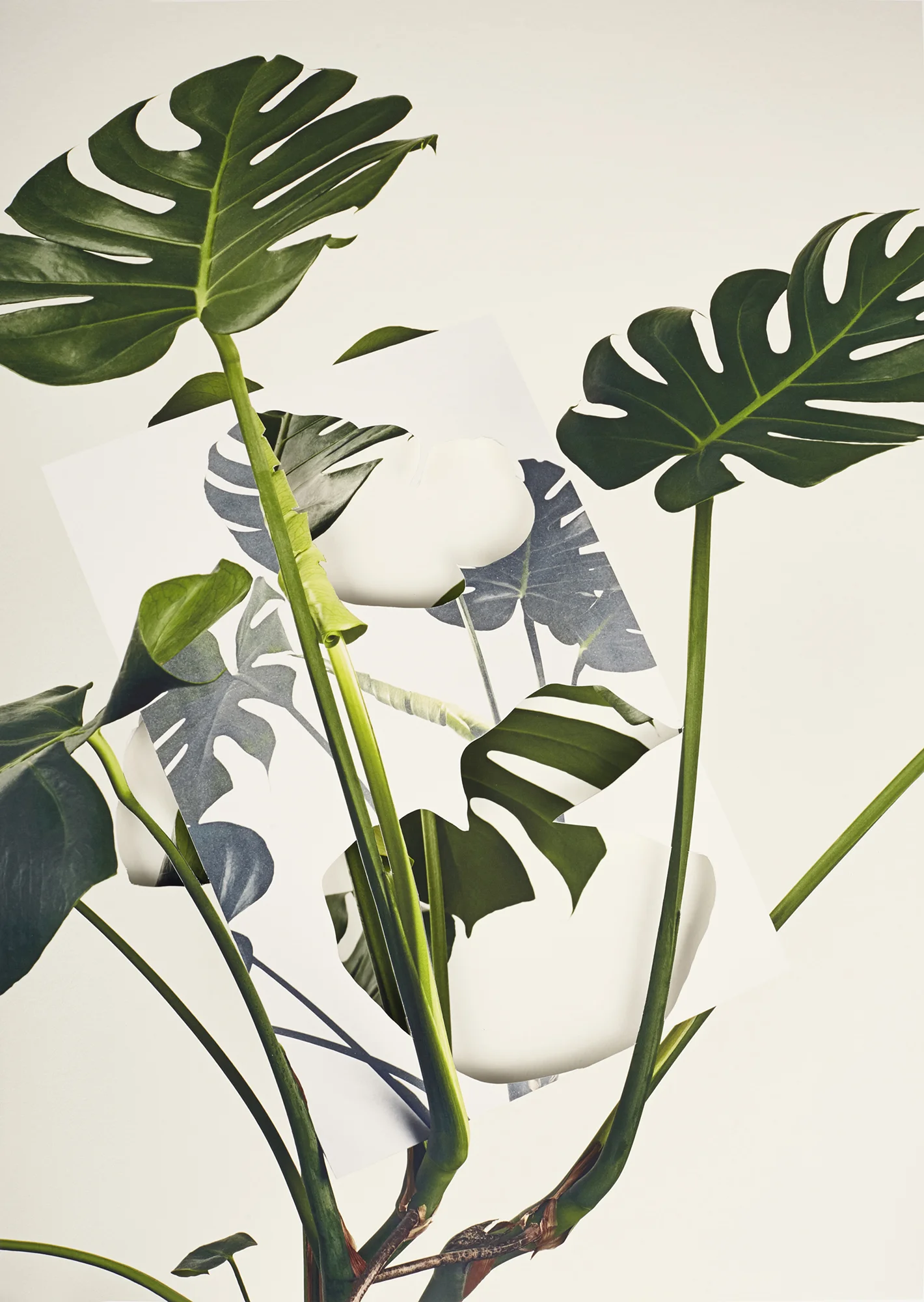 Alma Haser, Monstera Deliciosa , 2018 Layered and cut digital pigment prints (2 layers), 47 x 35 cm total (approx. 18.5 x 13.75 in), edition of 7 Inquire