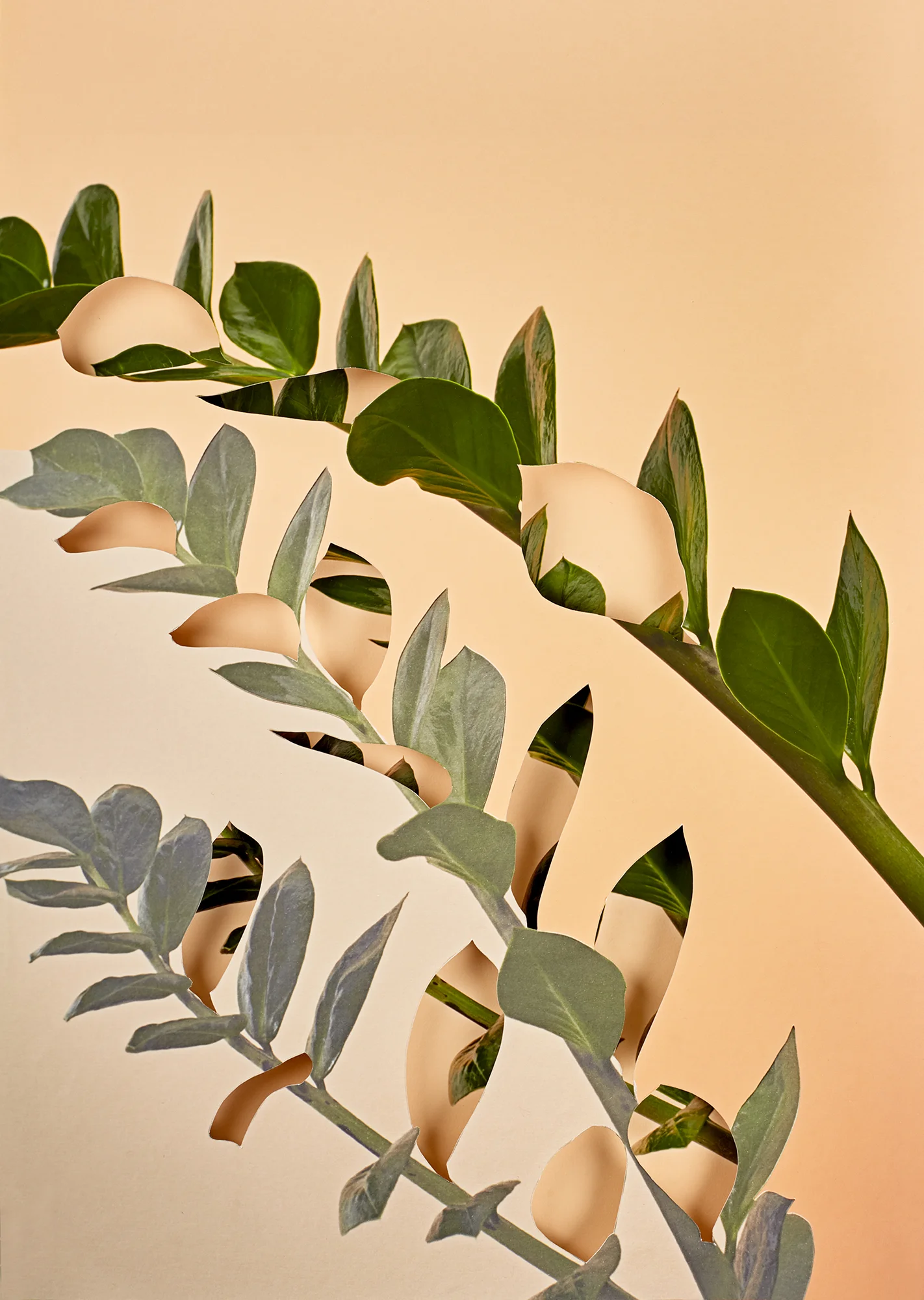 Alma Haser, Zamioculcas , 2018 Layered and cut digital pigment prints (2 layers), 47 x 35 cm total (approx. 18.5 x 13.75 in), edition of 7 Inquire