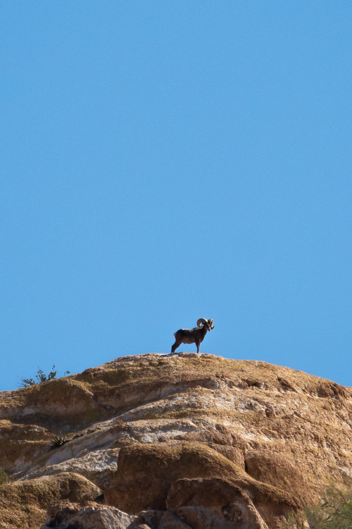 The thin skin of big horn sheep helps to regulate their body temperature during the hot summers. This ram stands on a high, breezy place to cool down.
