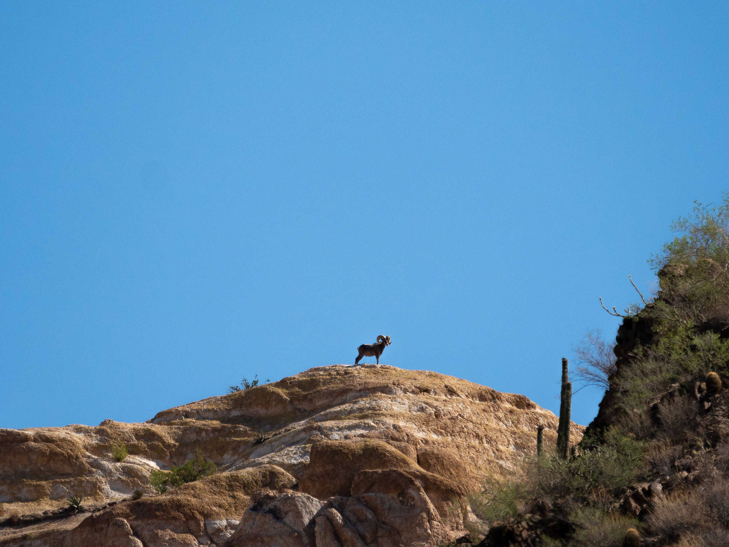 big_horns_in_the_canyon-03458.jpg