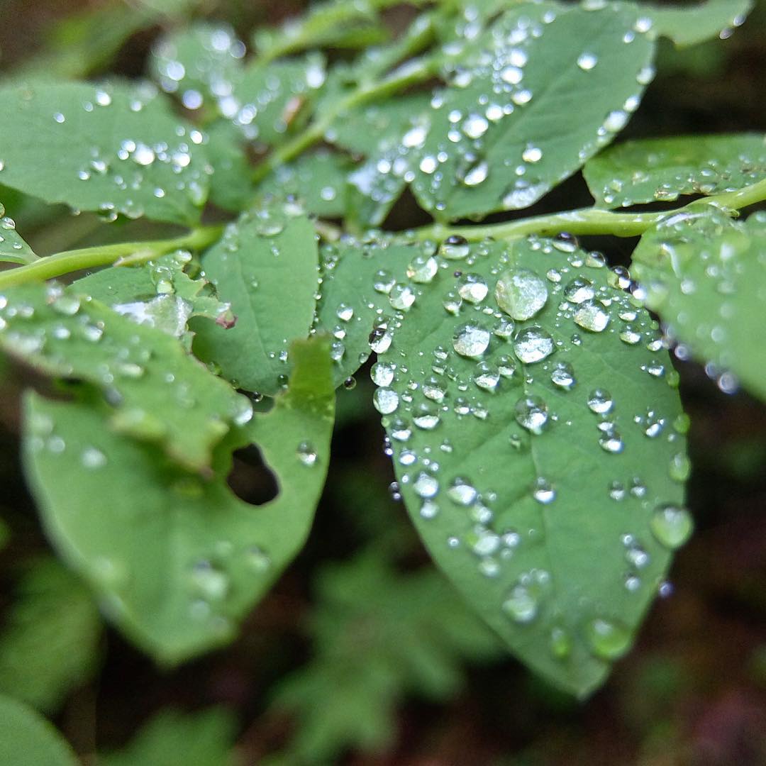 Dewdrops