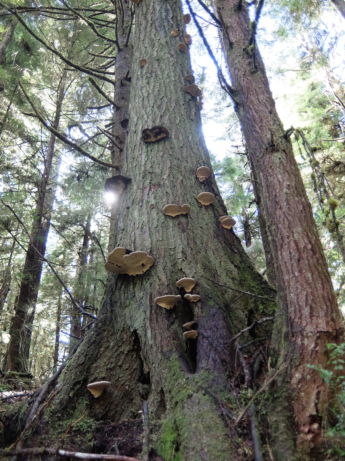 Humongous mushrooms