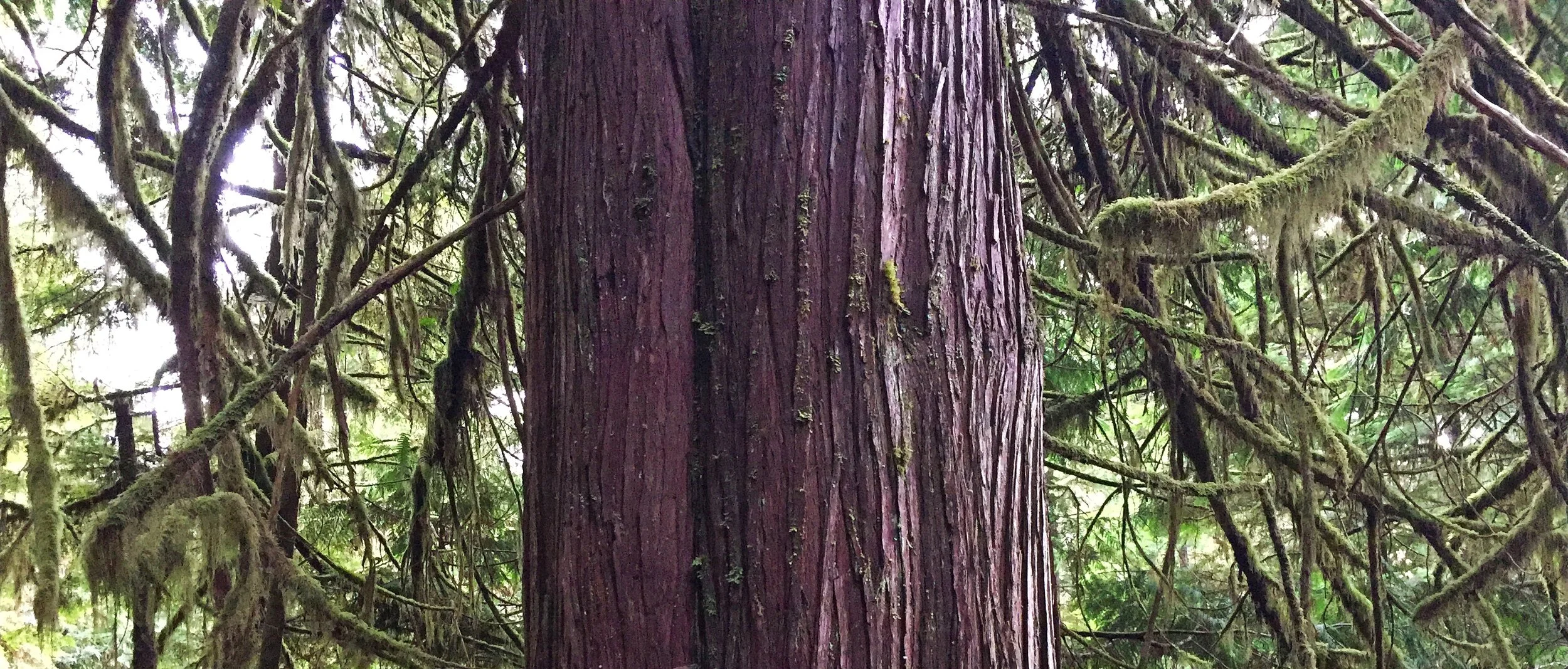 "Trees on a Wire" chamber orchestra piece to premiere in Whitehorse