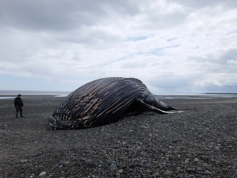 Field notes: Farewell, Kayak the humpback whale