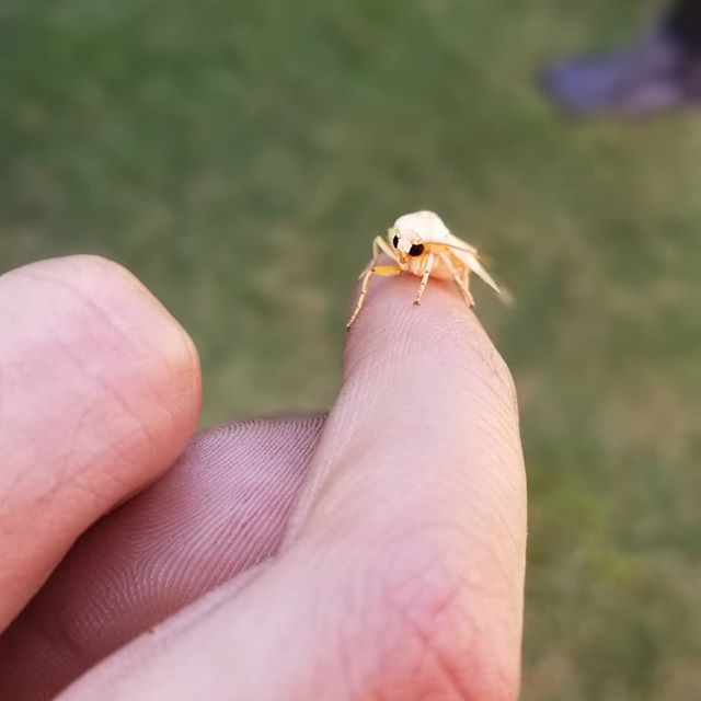 This moth friend stayed on my finger for 30 minutes yesterday. He was missing an antenna.