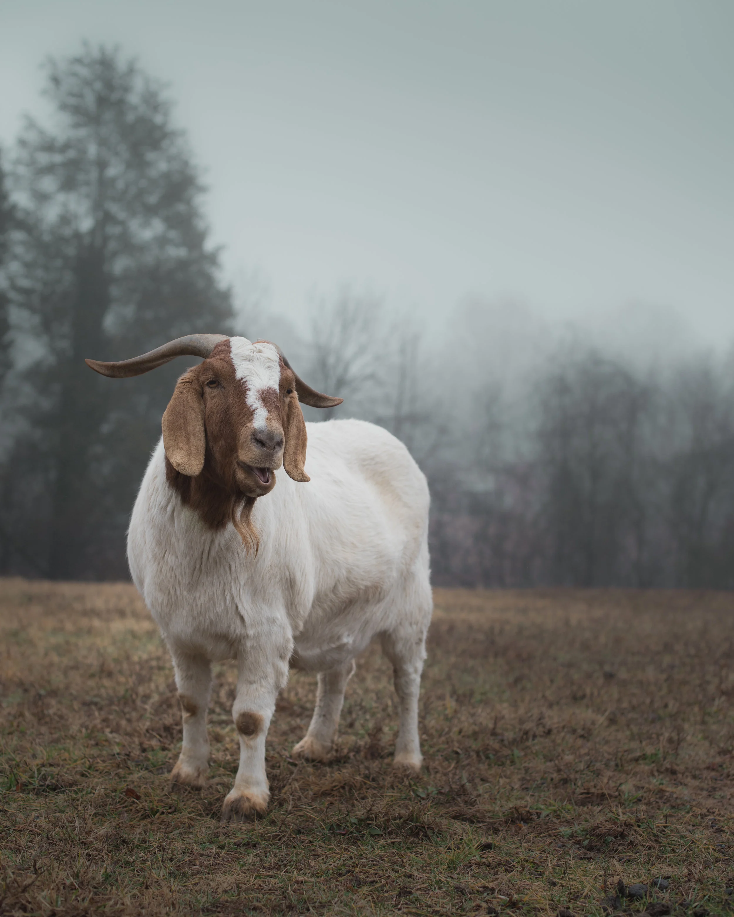 Donkeyinsta-1-3.jpg
