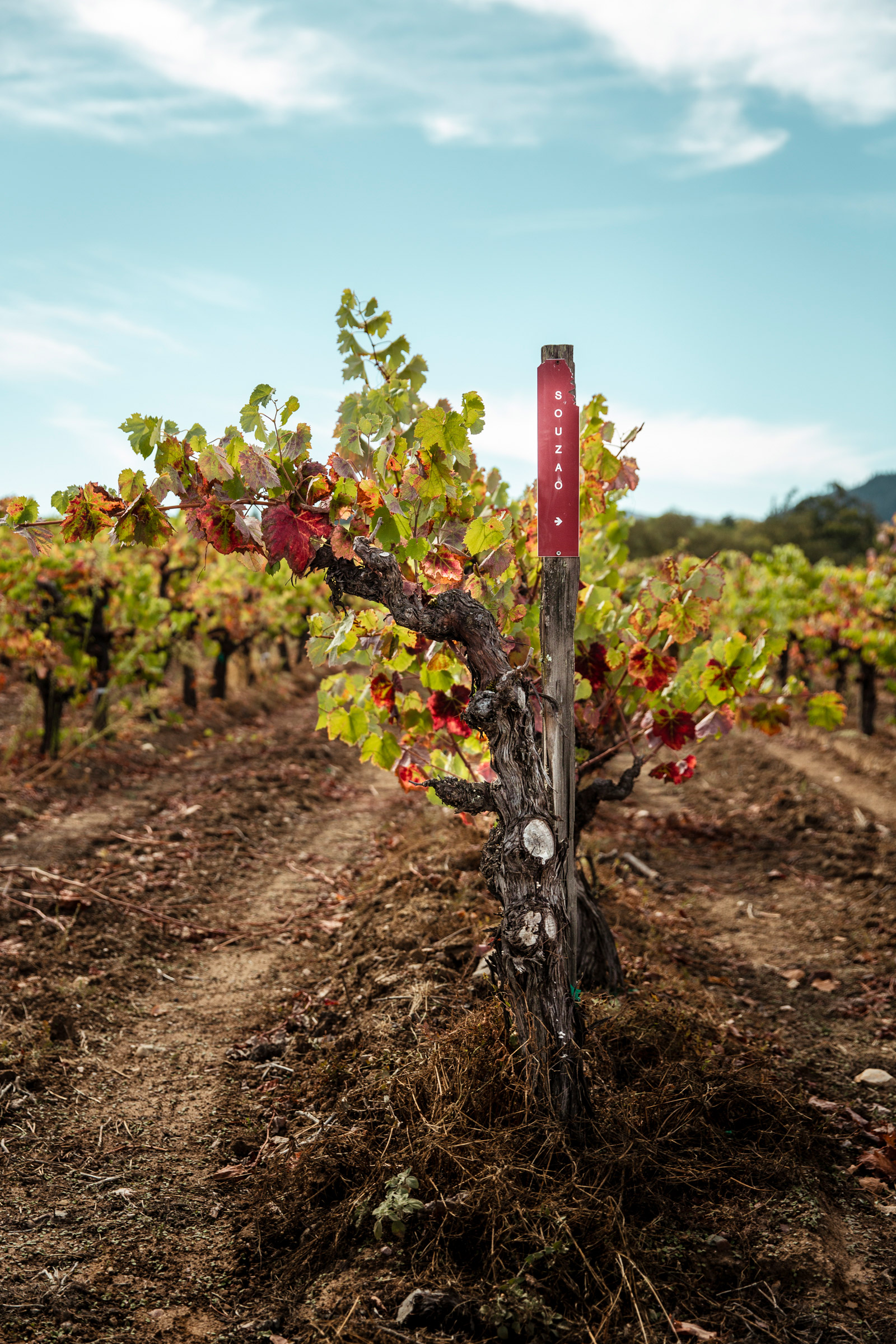 Evan-Lewandowski-Natural-Wines-139.jpg