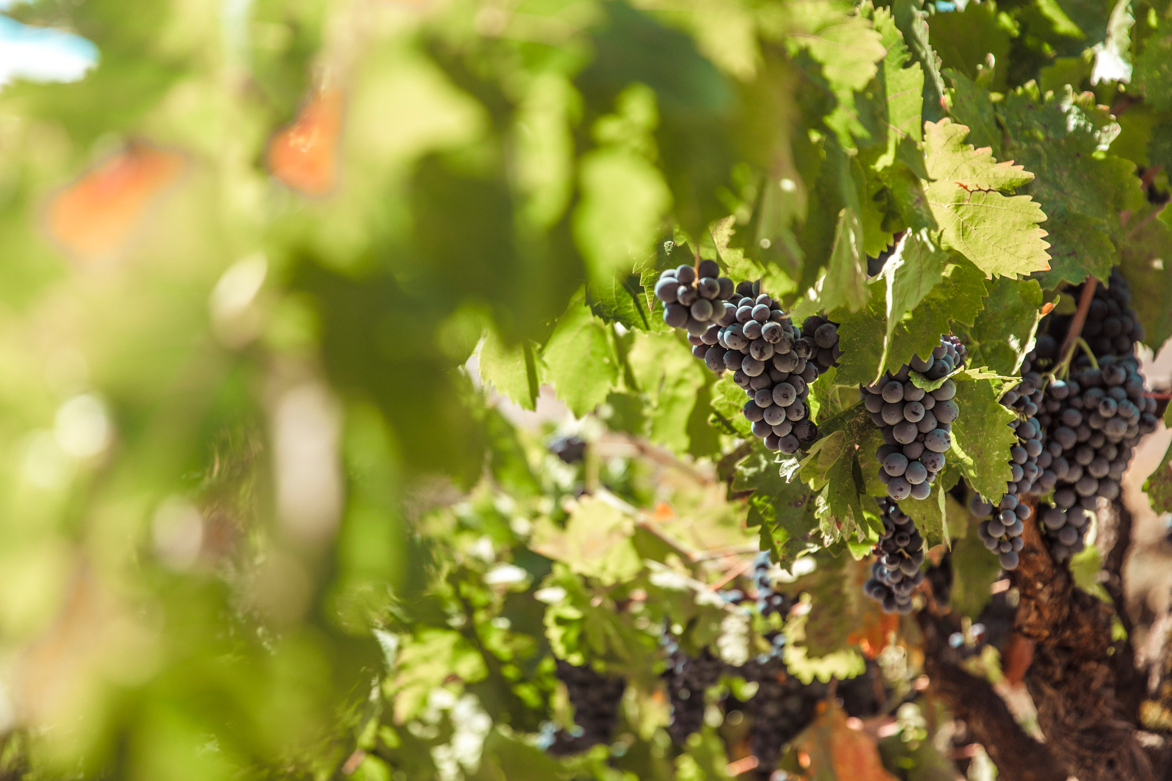 Evan-Lewandowski-Natural-Wines-168.jpg