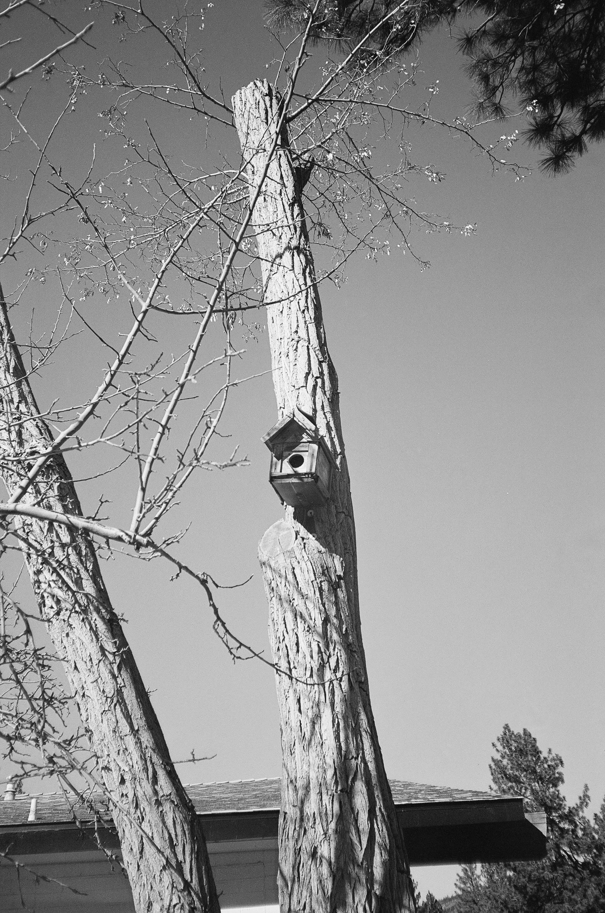 01 AutoboyD5 R1 IlfordXP2 250124 Wrightwood 18.jpg