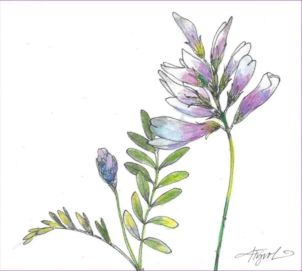 tos_jesups_milkvetch_-_abcdef_-_af91a5e2b5b595881b8dcb537ba2f41ad86f1393 copy 2.jpg