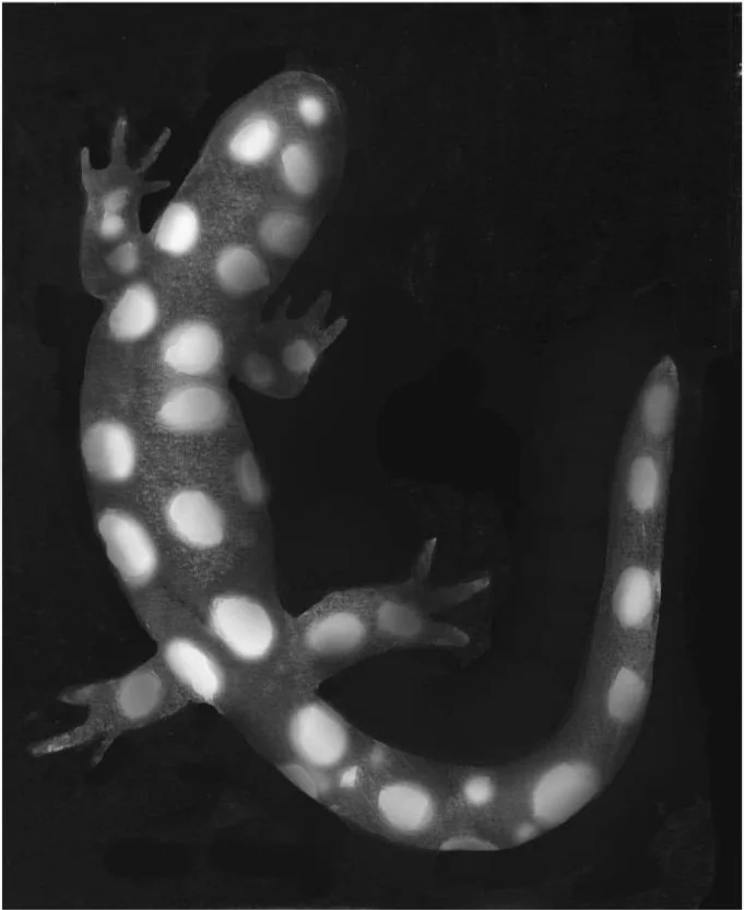 tos-vernal-pool-life_-_abcdef_-_af91a5e2b5b595881b8dcb537ba2f41ad86f1393 copy.jpg