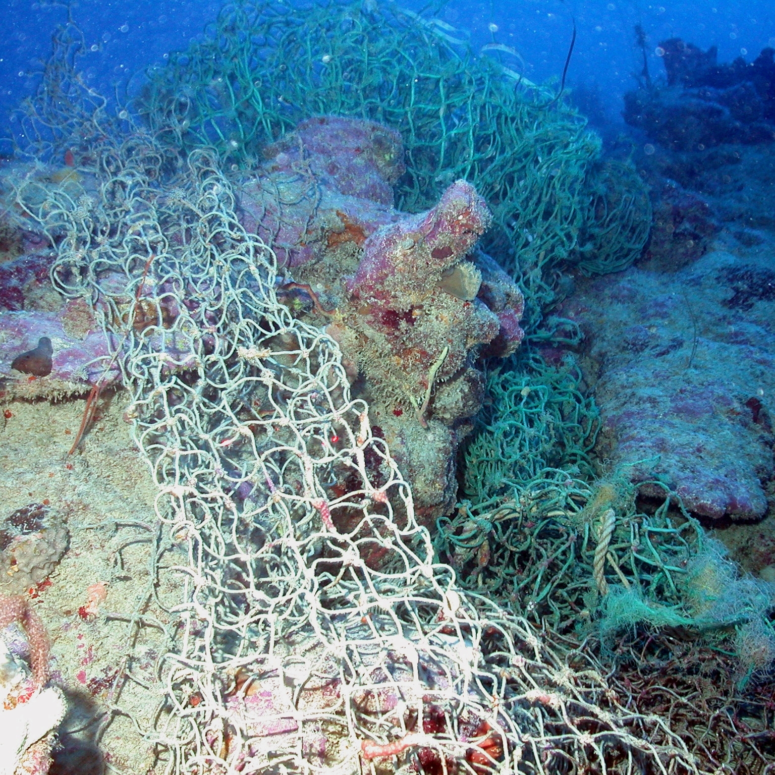 reef2642.jpg