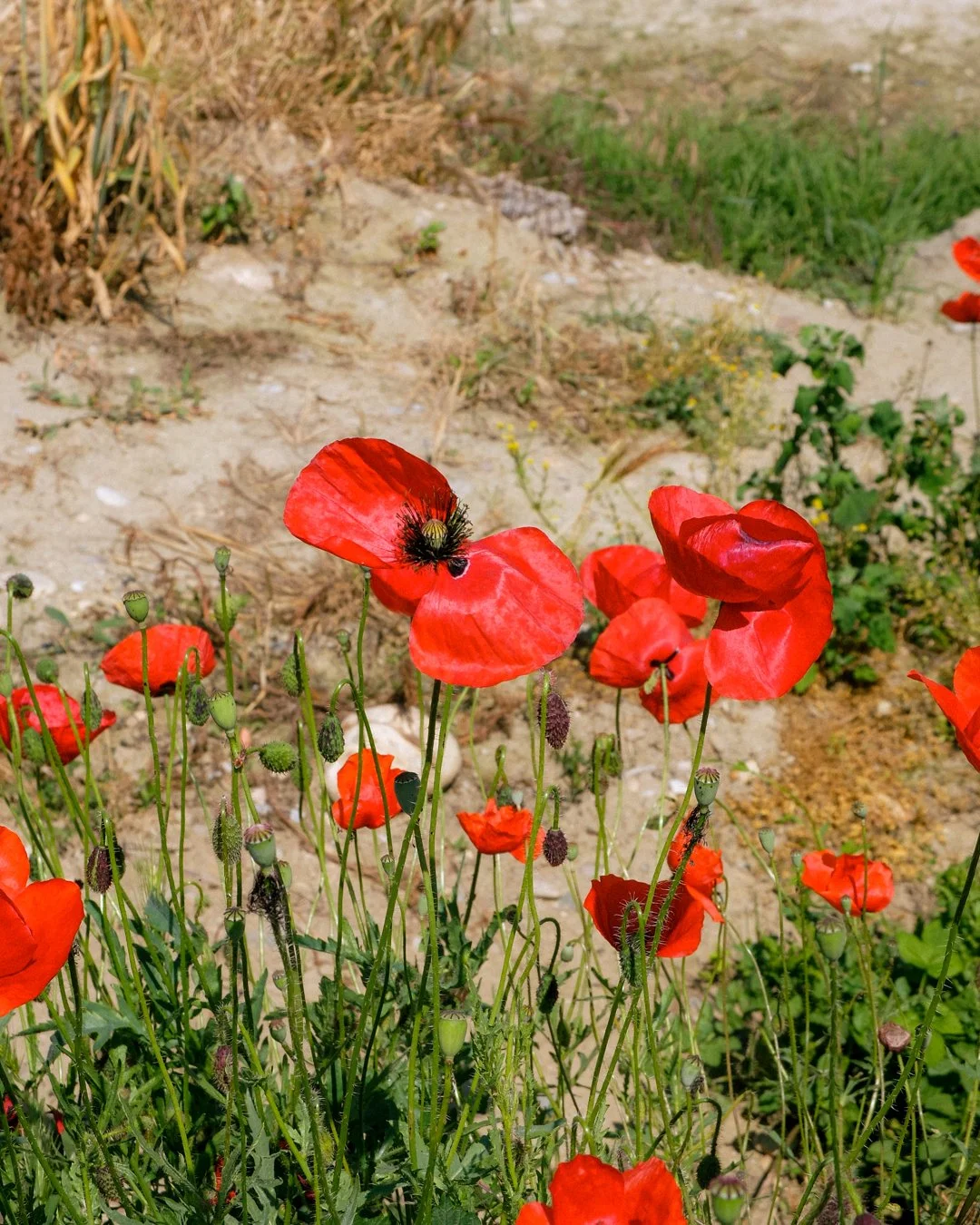 DSCF2615.jpg