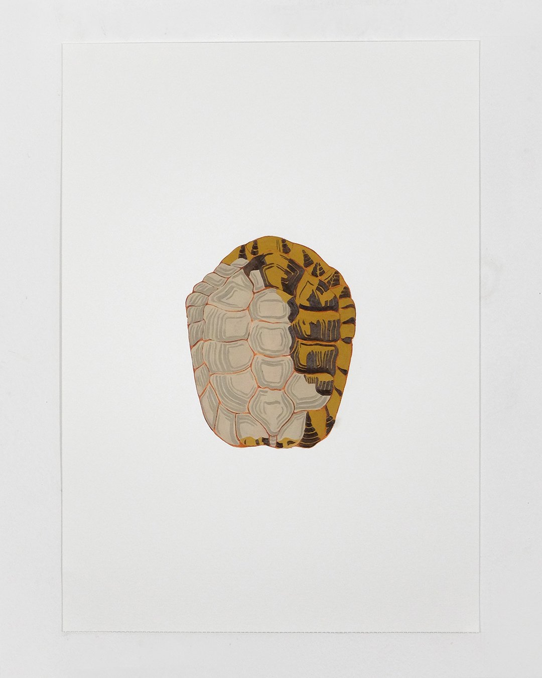 Turtle_Insta.jpg